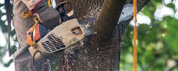 Best Hedge Trimming  in Chilhowie, VA