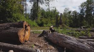  Chilhowie, VA Tree Services Pros