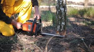Best Tree Trimming and Pruning  in Chilhowie, VA