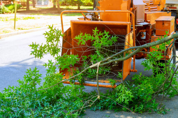 Best Grass Overseeding  in Chilhowie, VA