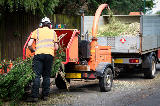 Best Lawn Renovation and Restoration  in Chilhowie, VA