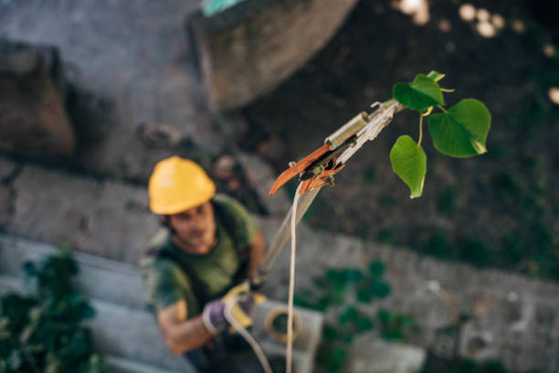 Best Commercial Tree Services  in Chilhowie, VA
