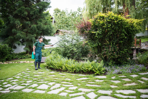 Best Fruit Tree Pruning  in Chilhowie, VA
