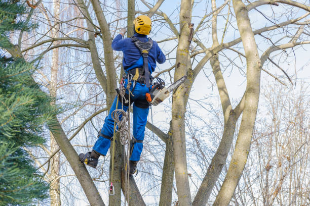 Best Tree Mulching  in Chilhowie, VA