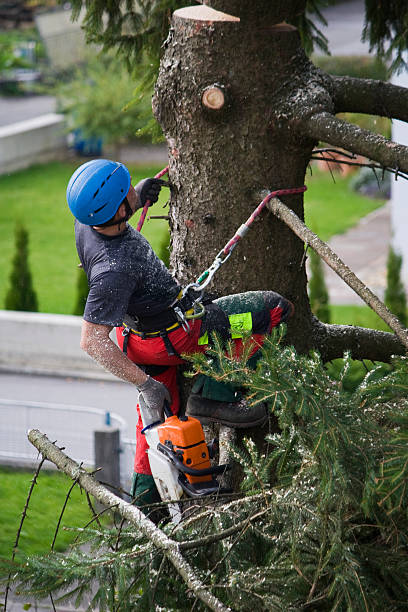 Best Aeration Services  in Chilhowie, VA
