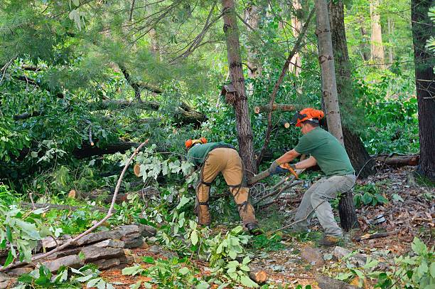 Best Tree and Shrub Care  in Chilhowie, VA