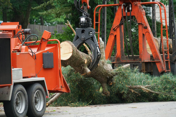 Best Tree Health Inspection  in Chilhowie, VA
