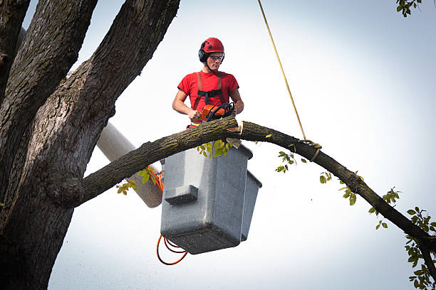 Best Tree Maintenance Programs  in Chilhowie, VA
