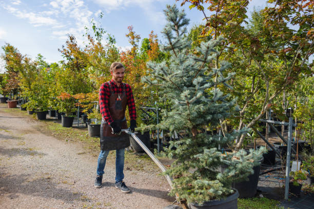 Best Palm Tree Trimming  in Chilhowie, VA