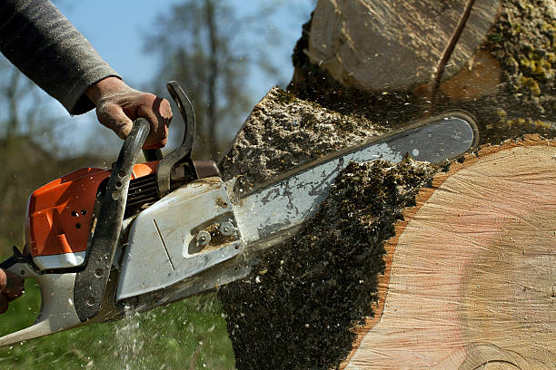 Best Pest Control for Lawns  in Chilhowie, VA