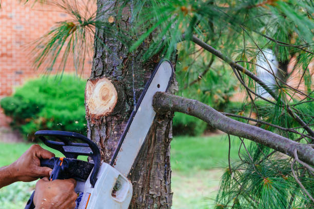 Best Root Management and Removal  in Chilhowie, VA
